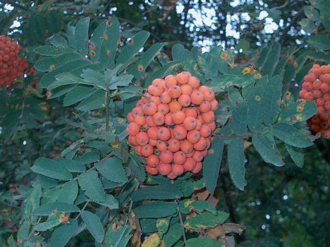 Serbal (Sorbus aucuparia)